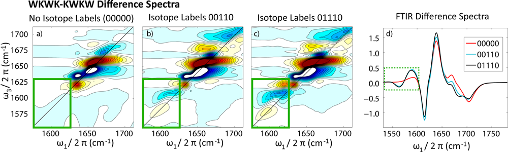 Expected difference (1,3 - 2,4 state) 2DIR, a)-c) and d) FTIR, K+ binding spectra for different isotope label sequences in the selectivity filter. The best isotope labeling combinations for enhancing the di